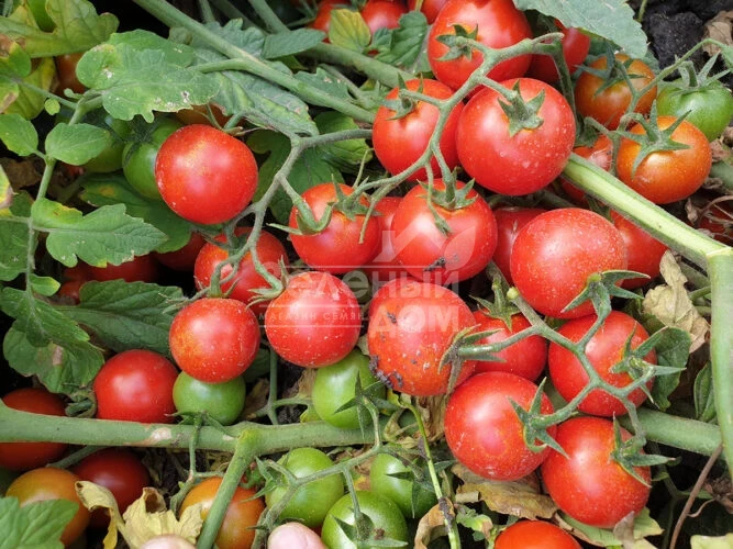 Дредд F1 / Dredd F1, 95 дней фото 2