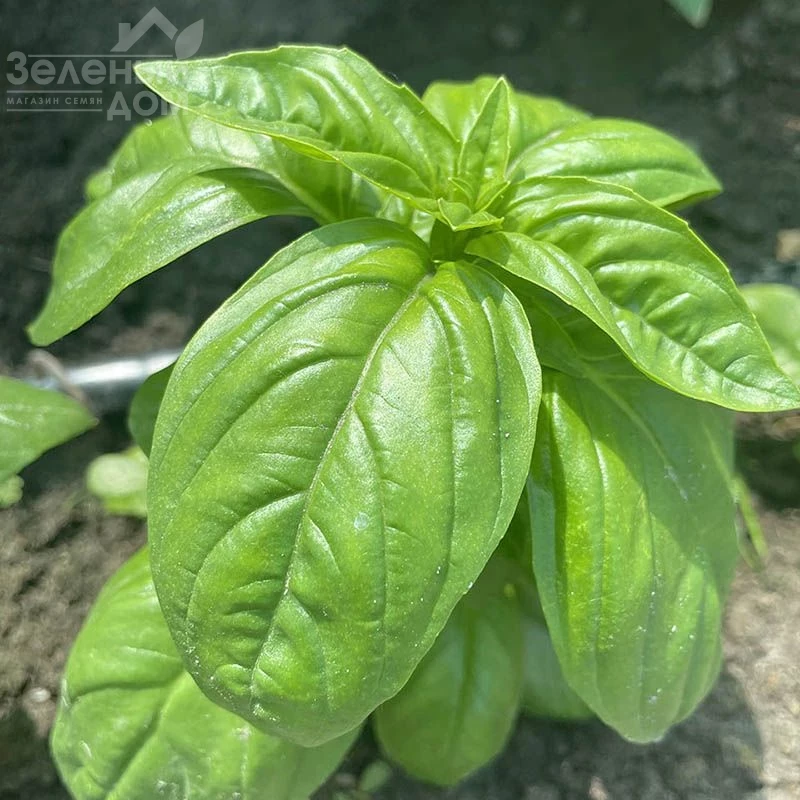 Грин Дом / Grin Dom фото 1