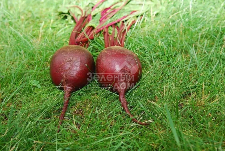 Ред Сан F1 / Red Sun F1,100-105 дней фото 2