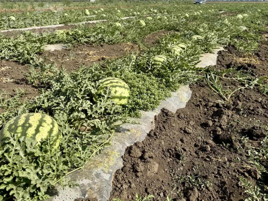 Соник F1 / Sonik F1,55–58 дней фото 2