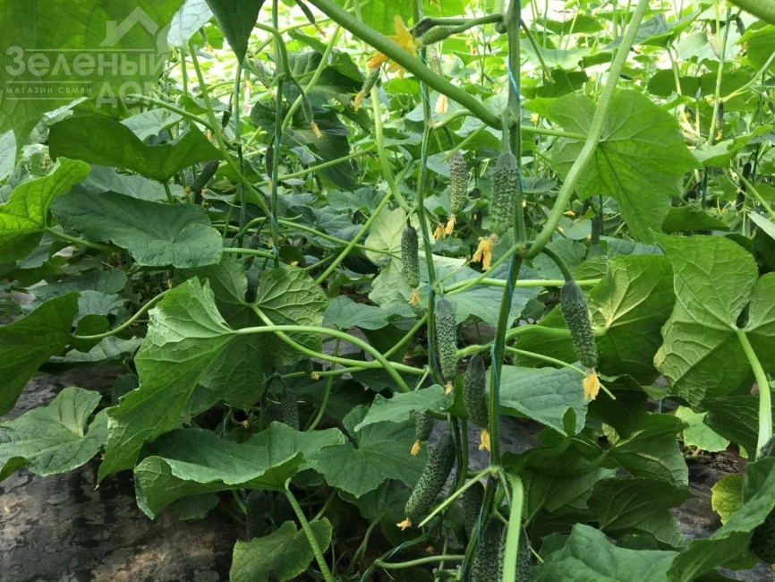 Георг F1 / Georg F1 фото 4