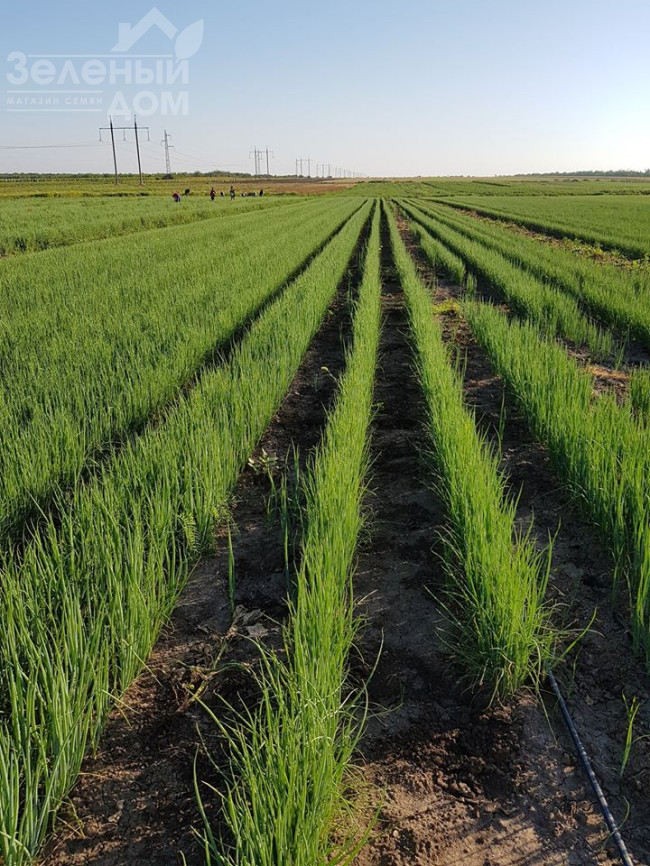 Кайгаро / Kaygaro,54 дні фото 4