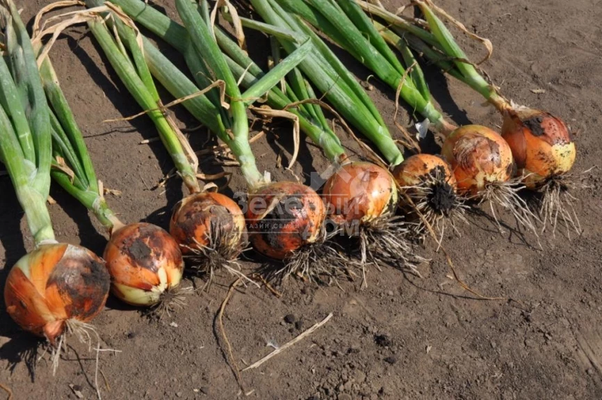 Голд Стар F1 / Gold Star F1, 120-125 дней фото 5