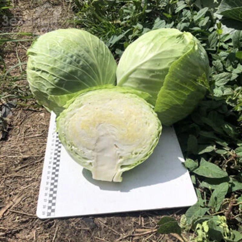 Кентукки F1 / Kentukky F1,80-85 дней фото 2