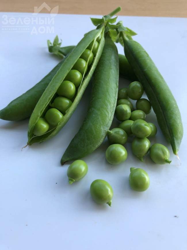 Кінгсайз / Kingsize, 50-55 днів фото 3