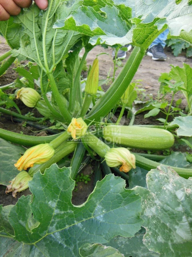 Марселла F1 / Marcella F1 фото 3