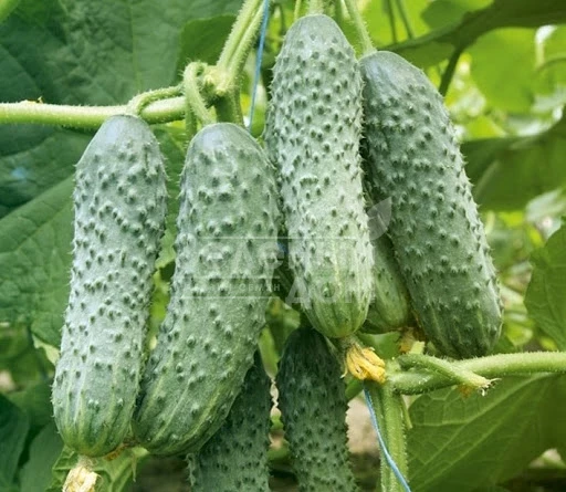 Каприкорн F1 / Kaprikorn F1,32-35 дней фото 2