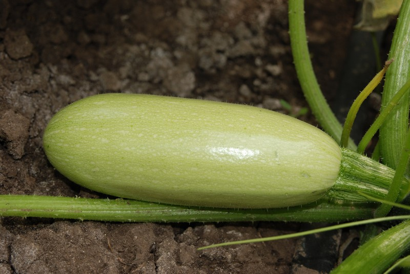 Асма F1 / Asma F1,40-45 днів фото 1