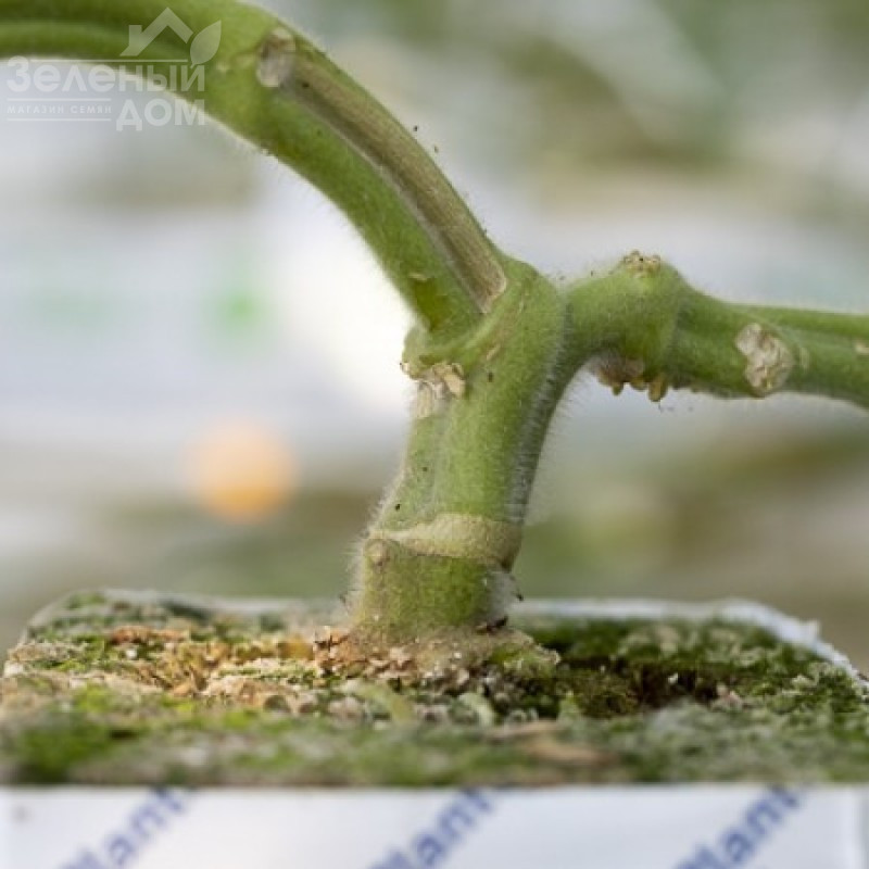 Сузука F1 / Suzuka F1 фото 1