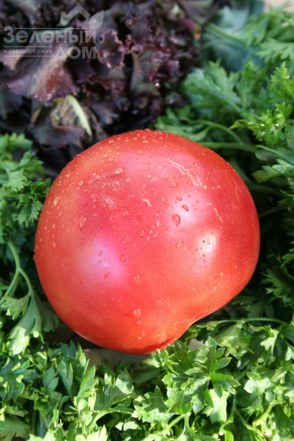 Малиновий дзвін / Malinovyi zvon, 93-95 днів фото 1