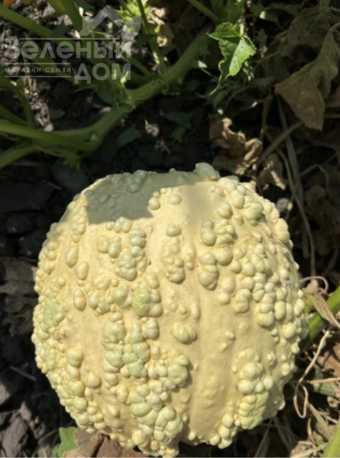 Попкорн F1 / Popcorn F1  фото 2