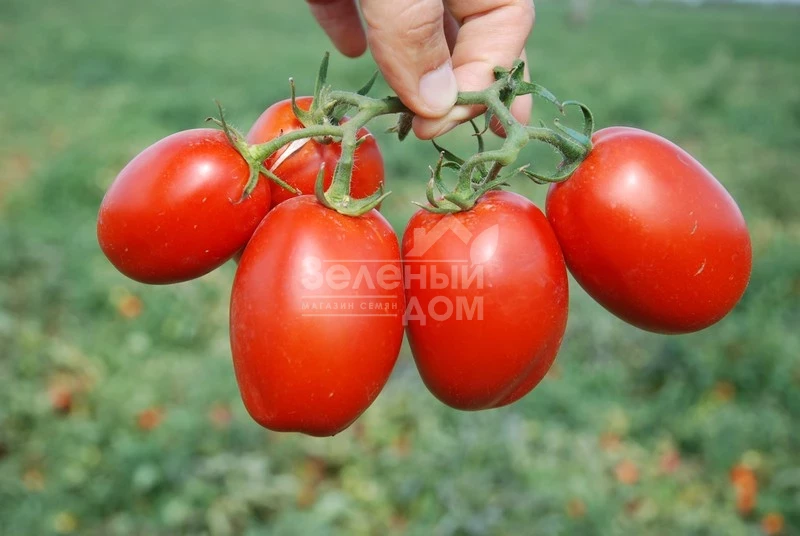 Пьетра Росса F1 / Petra Rossa F1,115 дней фото 3