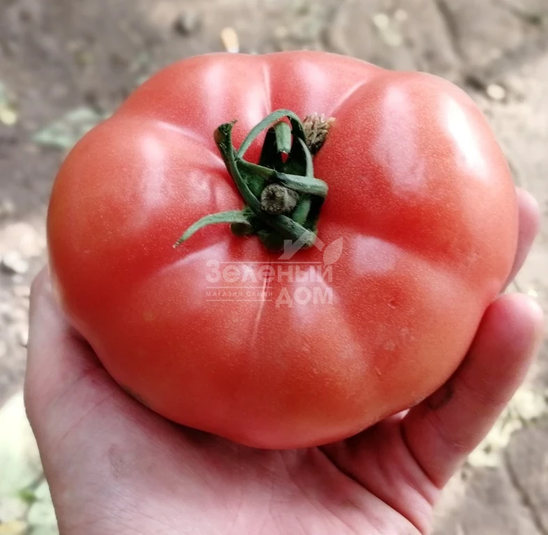 Динеро 082 F1 / Dinero 082 F1 фото 2