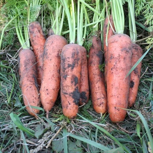 Нью Курода / New Kuroda, 85-95 дней фото 1