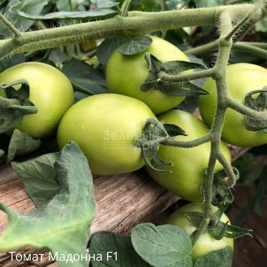 Мадонна (INX 1519) F1 / Madonna (INX 1519) F1,95-100 дней фото 2