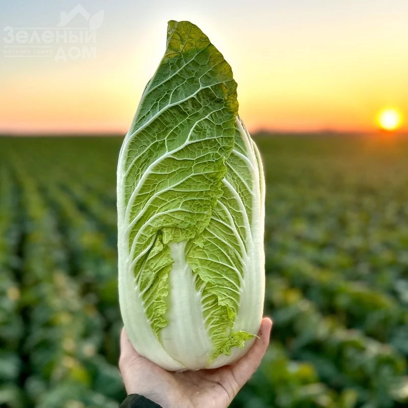 Генки F1 / Genki F1, 50-60 дней фото 5