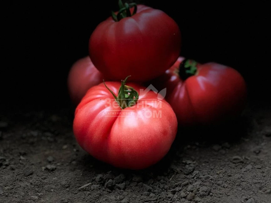 Сонароза F1 / Sonaroza F1 фото 7