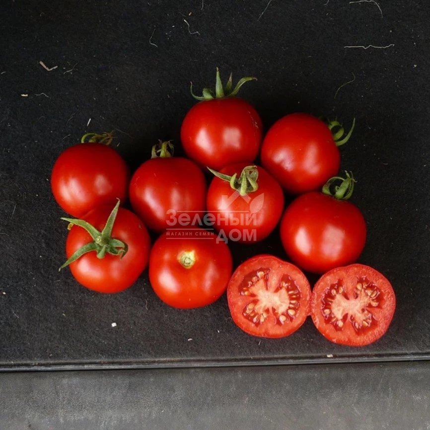 Шаста F1 / Shasta F1,85 дней фото 1