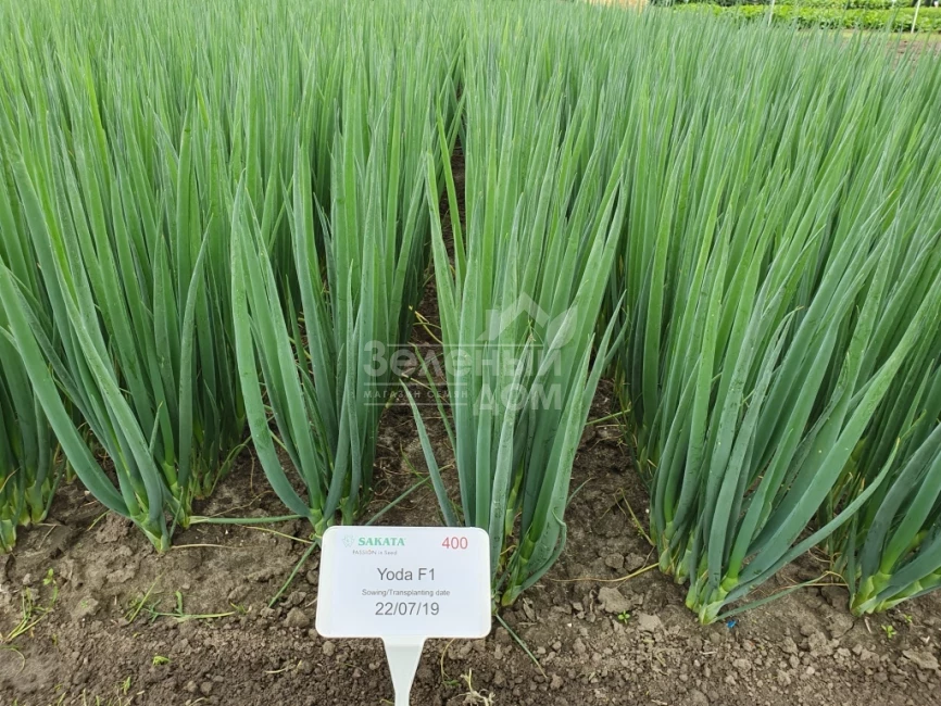 Йода F1 / Yoda F1 фото 3