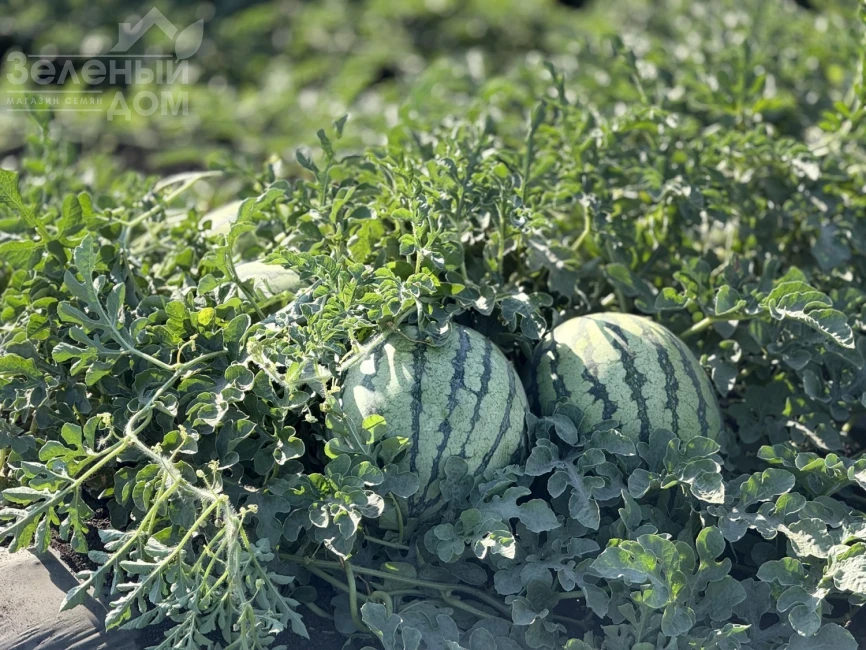Сан Еллоу F1 / San Yellow F1, 60–65 дней фото 2