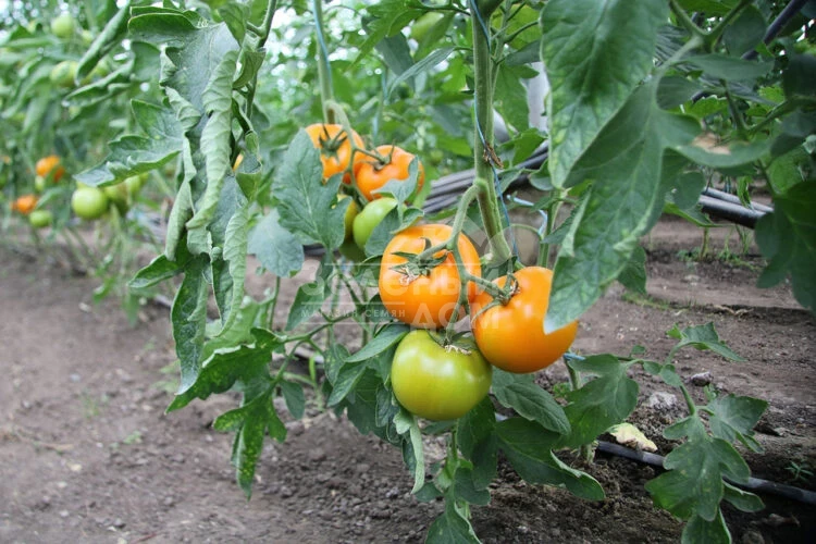 Еллоу Пешен F1 / Yellow Passion F1,100 дней фото 4