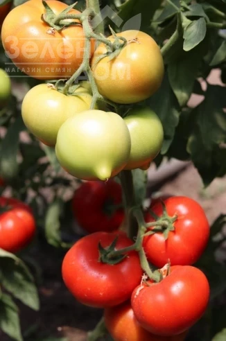 Доминет F1 / Dominet F1 фото 2