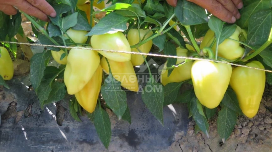 Амур F1 / Amour F1 фото 2