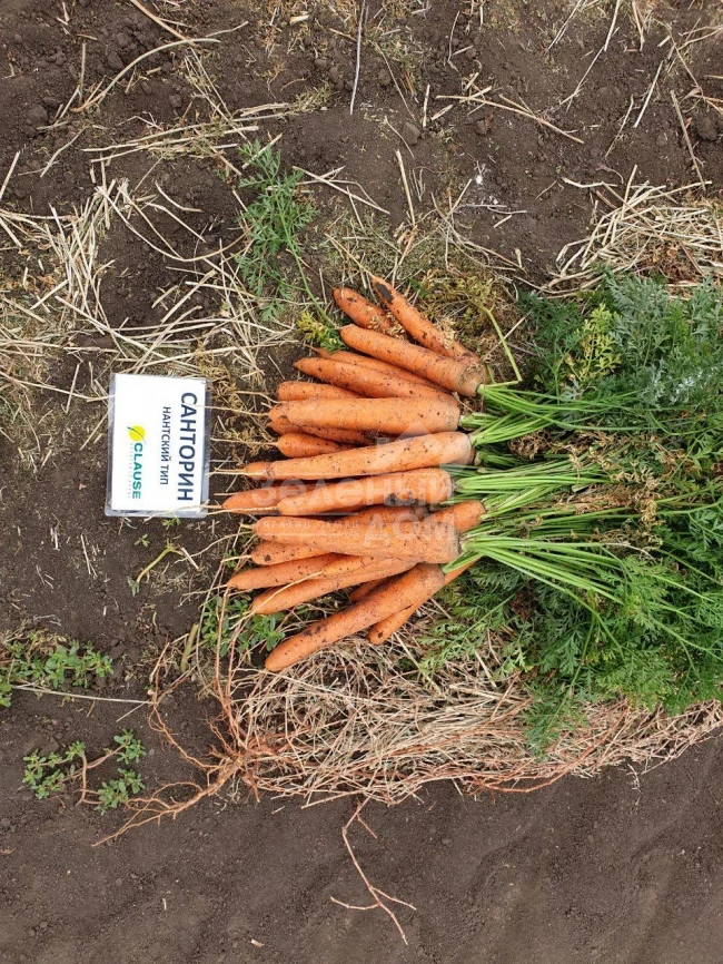 Санторин F1 / Santorin F1,120 дней фото 4