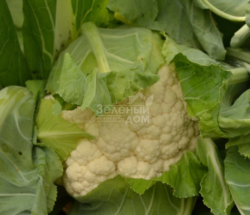 ТС 19-1403  F1 / TS 19-1403  F1, 60-65 дней фото 2