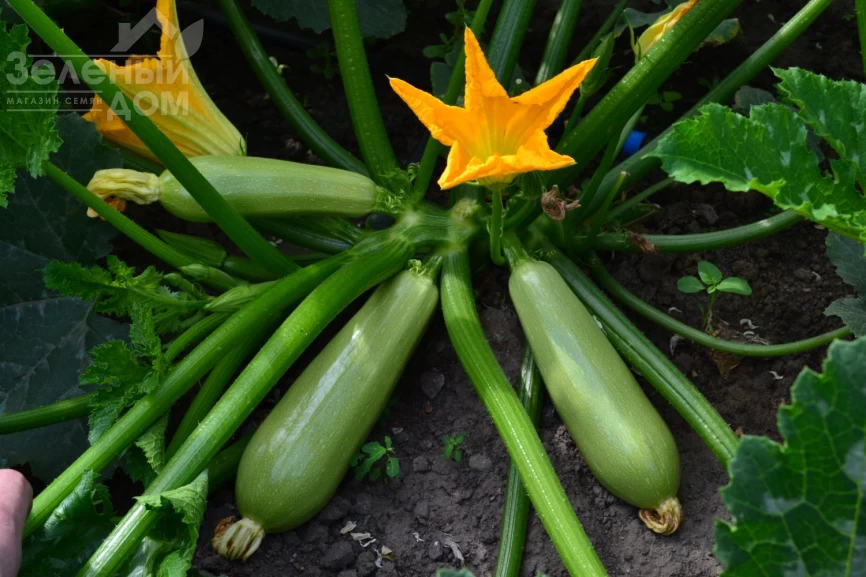 ТС 21-0042 F1 / TS 21-0042 F1 фото 1