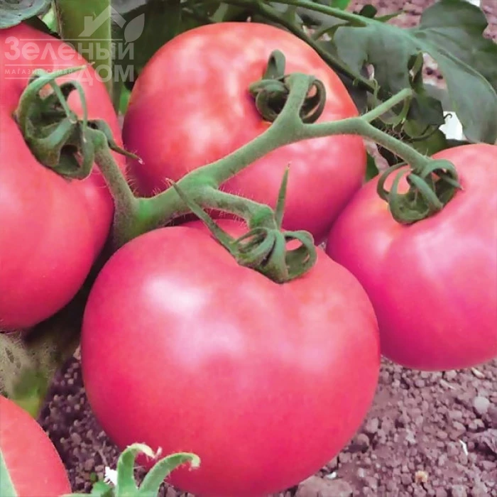 Микадо розовый / Mikado rozovyy, 105-110 дней фото 1