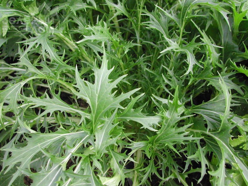 Мізуна зелена / Mizuno green фото 1