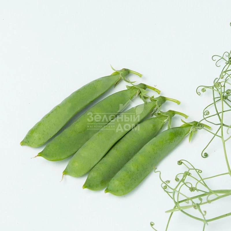 Идалго / Idalgo  фото 1