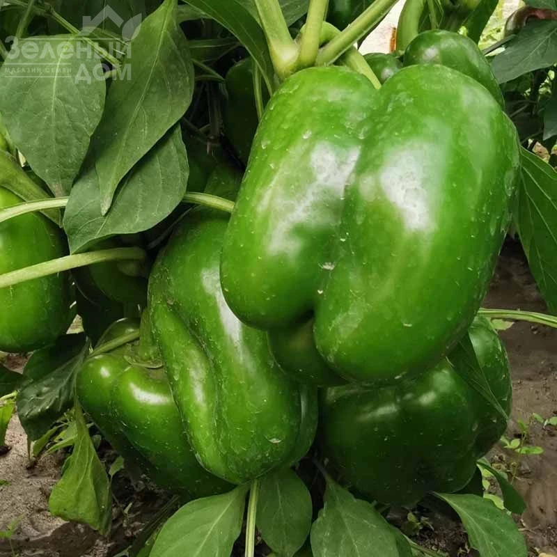 Гигант F1 / Gigant F1,65-70 дней  фото 3