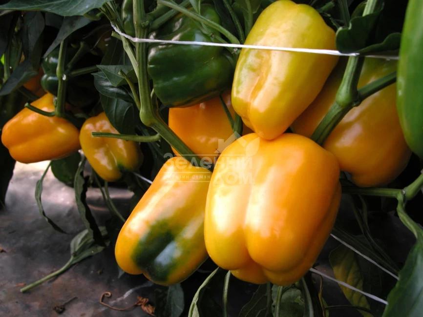 Мистери / Mistery фото 1