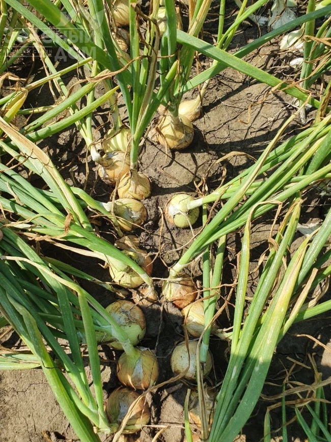 Торус F1 / Torus F1, 90-100 дней фото 4