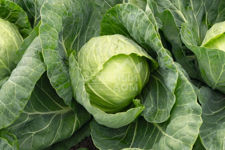 Ранини F1 / Ranini F1,48-50 дней фото 1