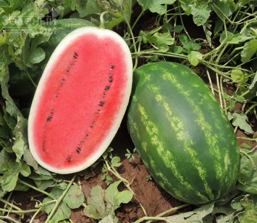 Вирго F1 / Virgo F1 фото 1