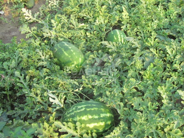 Хантер (LS 1812) F1 / Hanter (LS 1812) F1 фото 1