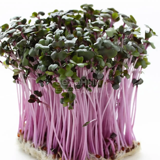 Микрогрин Мизуна красная / Microgreen Mizuna red  фото 1