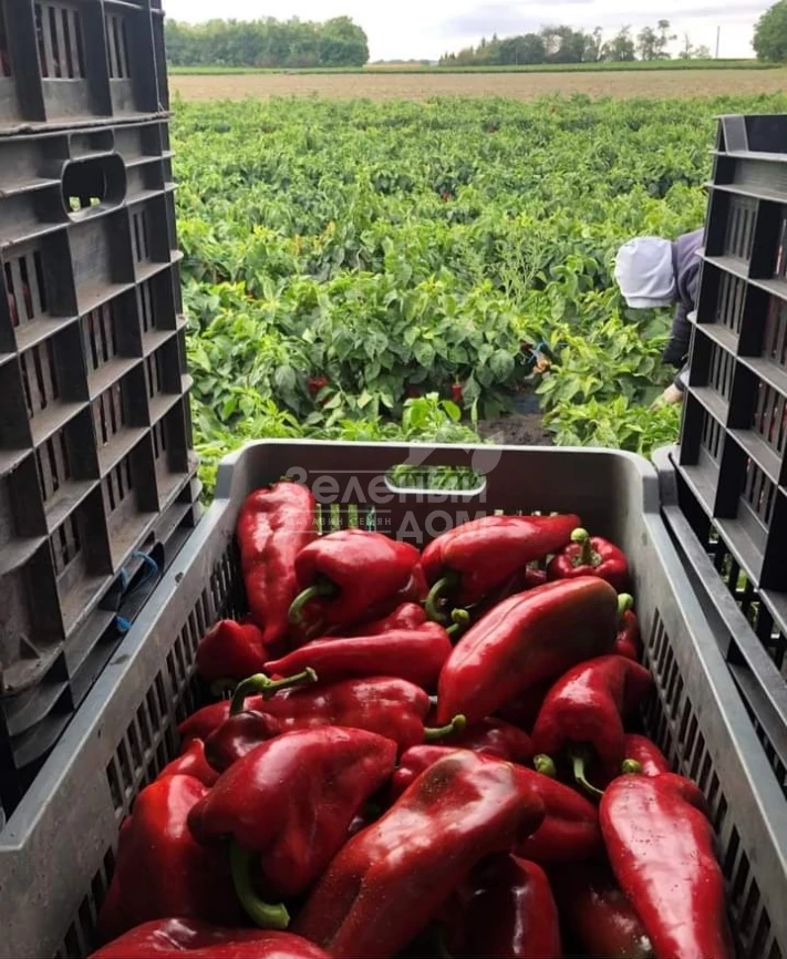 Навигатор F1 / Navigator F1,67-70 дней фото 2