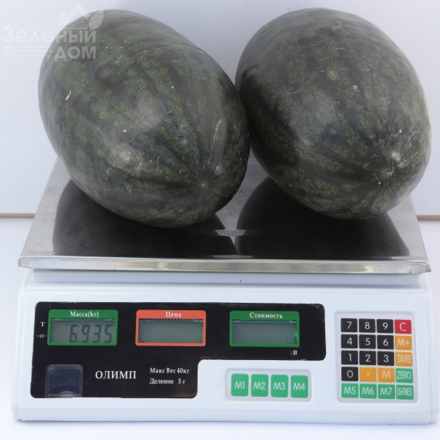 КС 250 F1 / KS 250 F1,60-65 днів фото 3