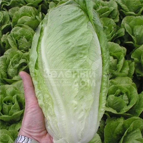 Гелбус / Gelbus фото 1