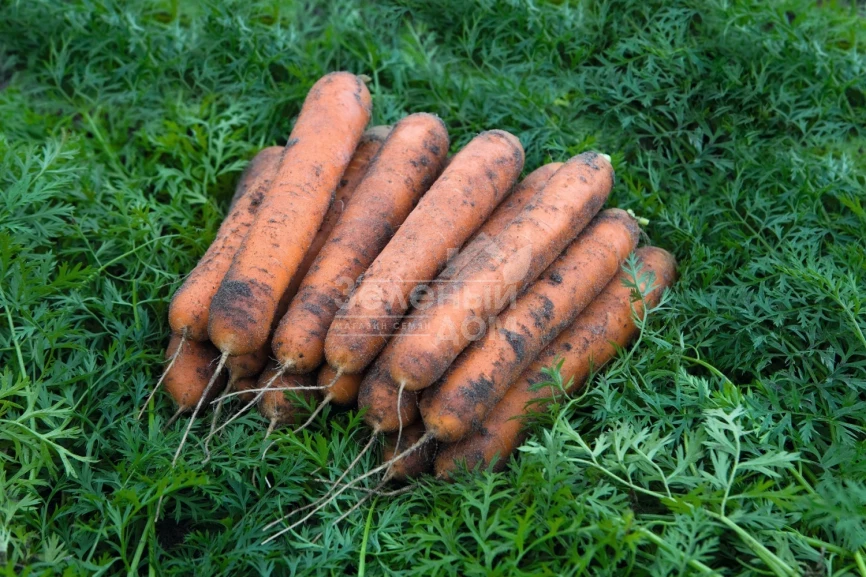 Номинатор F1 / Nominator F1,96 дней фото 1