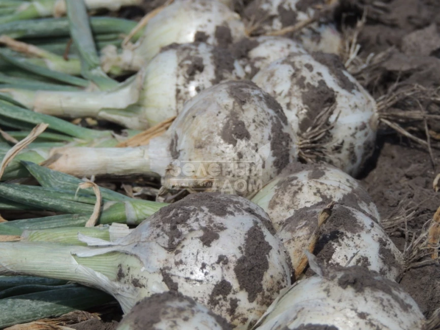 Примо Бланко F1 / Primo Blanco F1, 110-115 дней фото 4