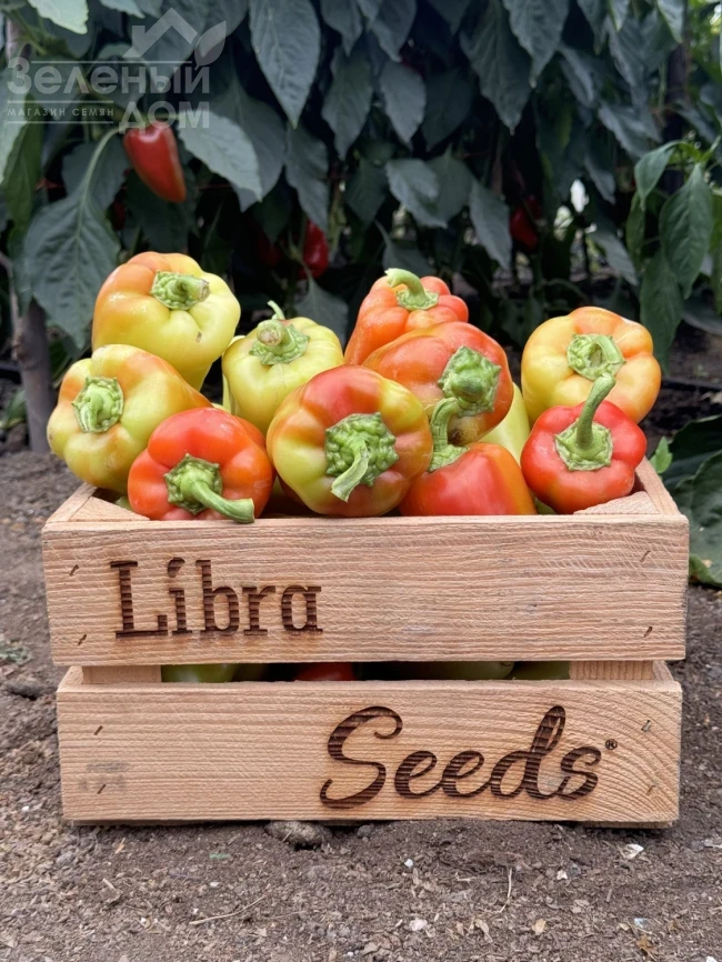 Рубикон F1 / Rubikon F1, 52-57 дней фото 2