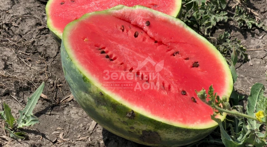 Биант F1 / Biant F1,56-60 дней фото 2