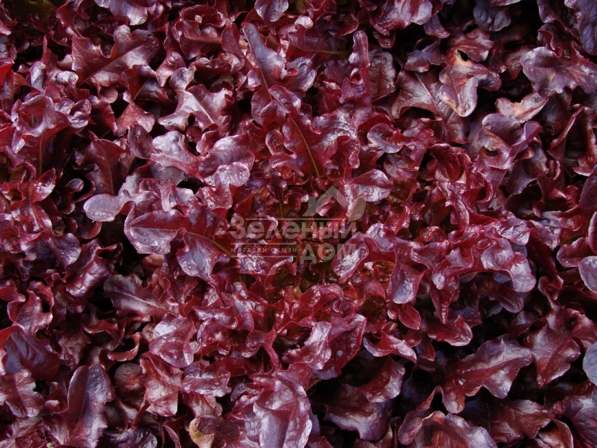 Верала / Verala фото 1