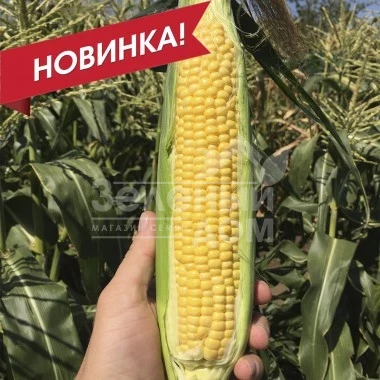 СВ 1446 F1 / SV 1446 F1, 75-77 дней фото 1