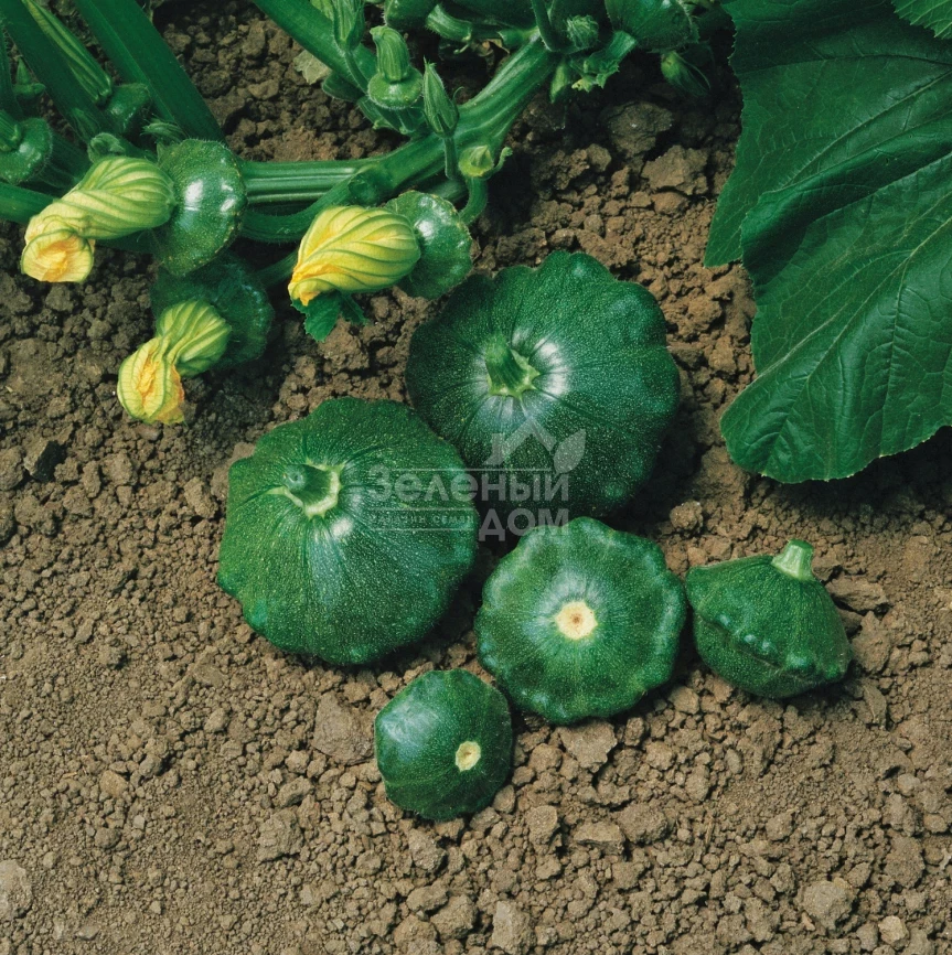 Старшип F1 / Starship F1,45-47 дней фото 1